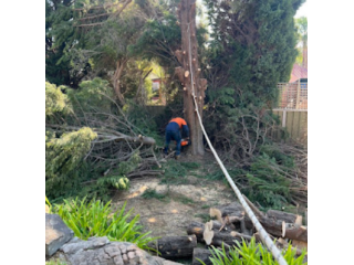 best-tree-pruning-service-in-sheidow-park-small-0