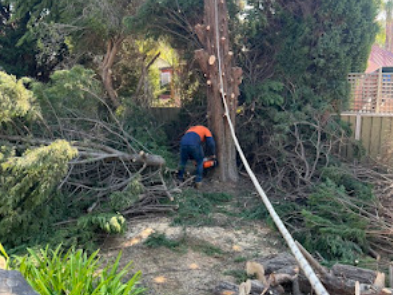 best-tree-pruning-service-in-sheidow-park