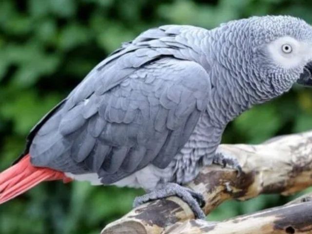 coco-african-grey-parrot-for-sale