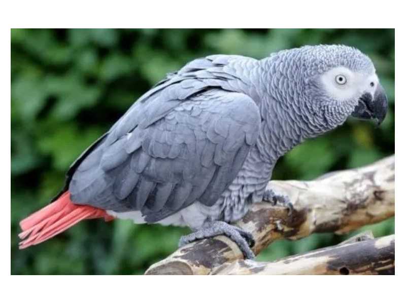 coco-african-grey-parrot-for-sale-small-0
