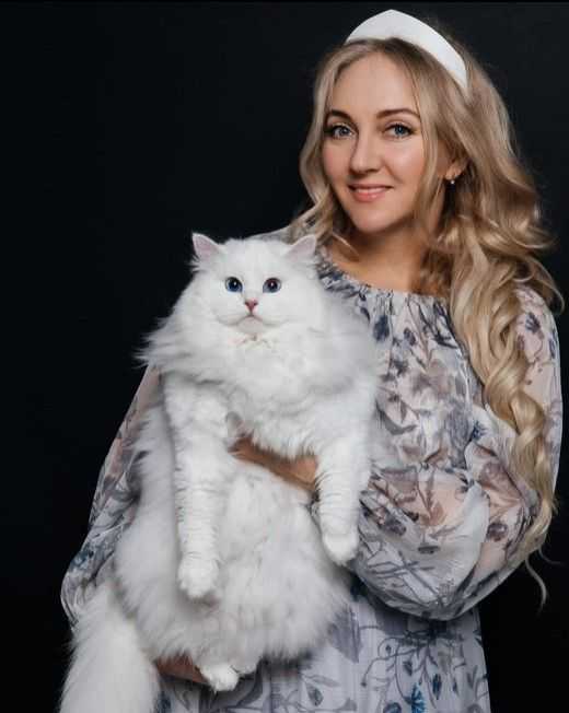 purchase-best-siberian-cats-online-big-0