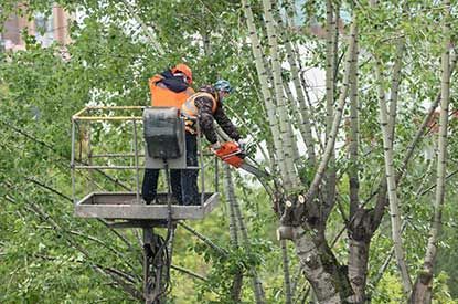 tree-services-north-shore-big-0