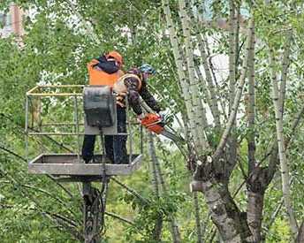 tree-services-north-shore