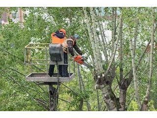 tree-services-north-shore-small-0