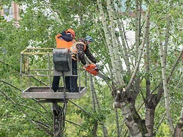 tree-services-north-shore