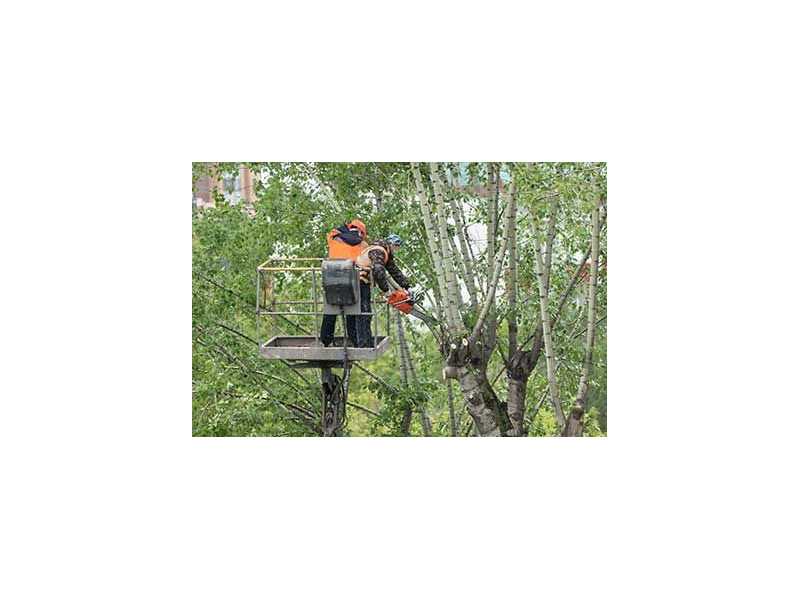 tree-services-north-shore-small-0