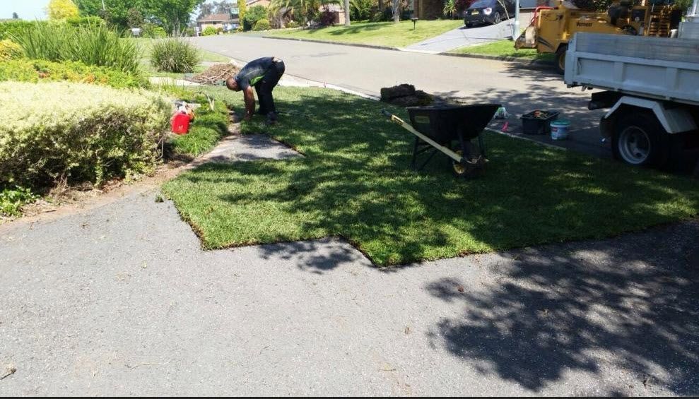 tree-care-services-sydney-big-0