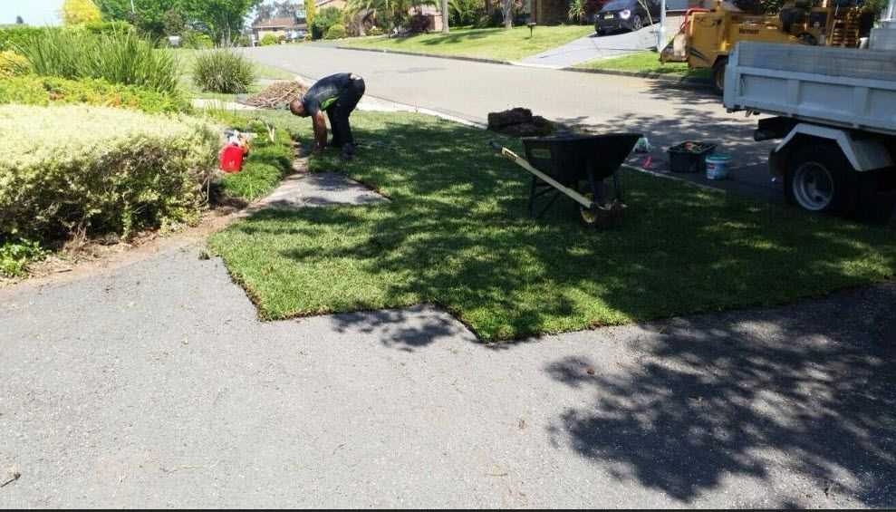 tree-care-services-sydney-big-0