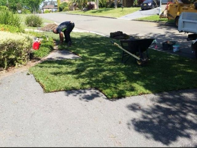 tree-care-services-sydney