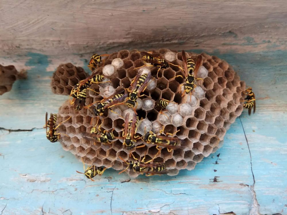melbourne-wasp-removal-safe-reliable-services-big-0