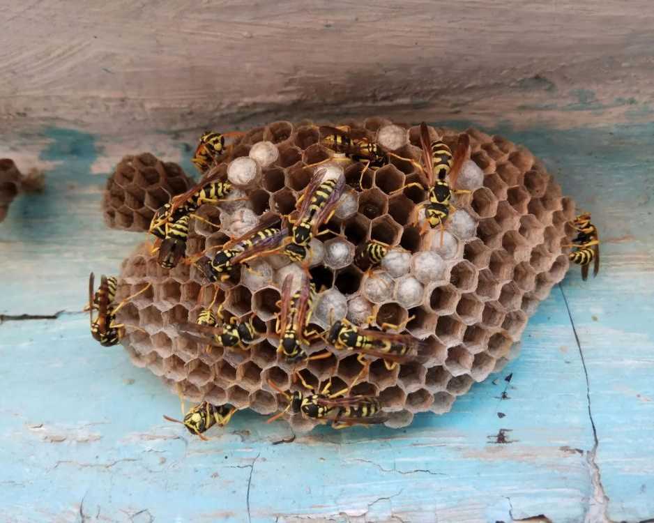 melbourne-wasp-removal-safe-reliable-services