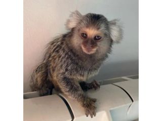 marmoset-monkey-male-small-0