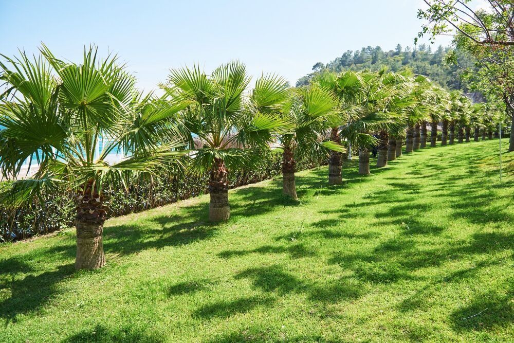 affordable-lawn-mowing-services-tarneit-big-0