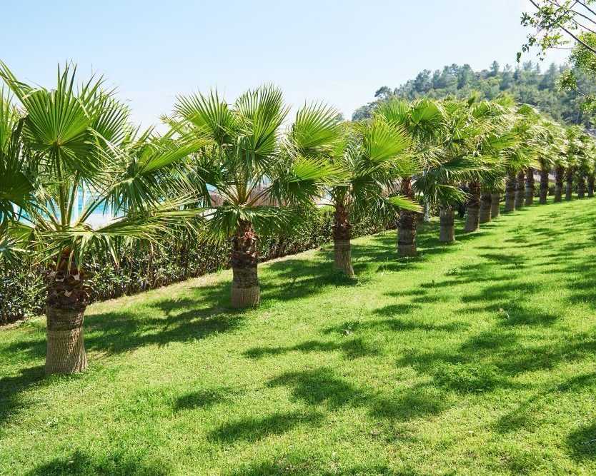 affordable-lawn-mowing-services-tarneit