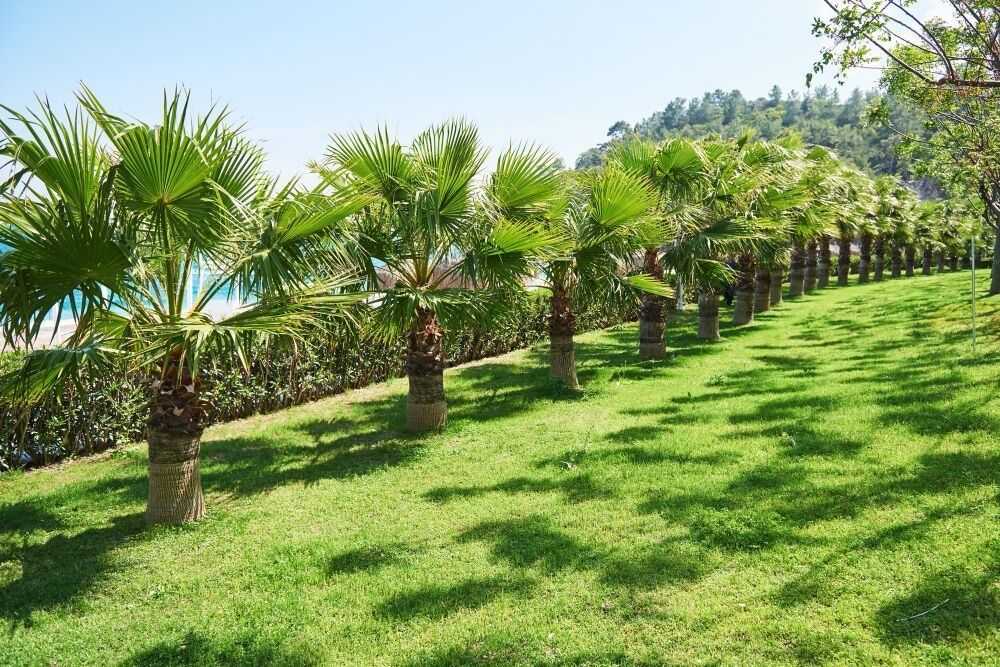affordable-lawn-mowing-services-tarneit-big-0