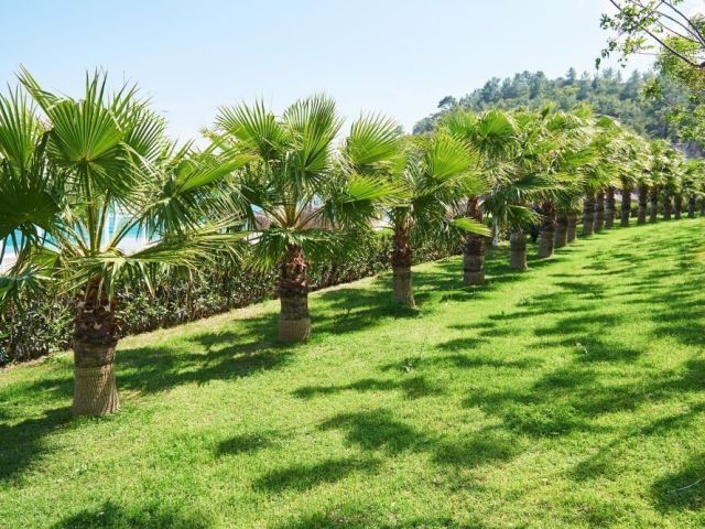 affordable-lawn-mowing-services-tarneit