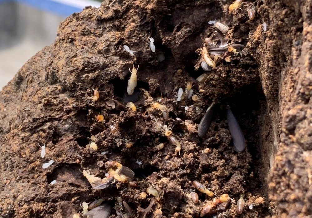 termite-protection-gold-coast-services-by-termicide-experts-big-0