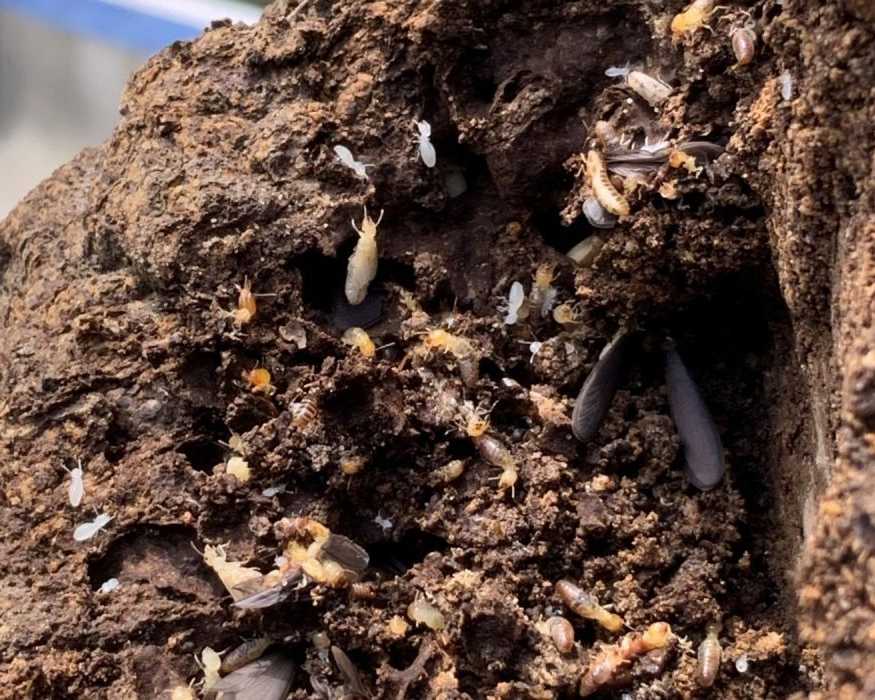 termite-protection-gold-coast-services-by-termicide-experts