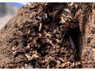 termite-protection-gold-coast-services-by-termicide-experts-small-0
