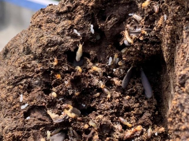 termite-protection-gold-coast-services-by-termicide-experts