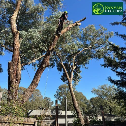 professional-arborist-services-melbourne-for-safe-tree-care-big-0