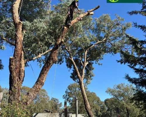 professional-arborist-services-melbourne-for-safe-tree-care