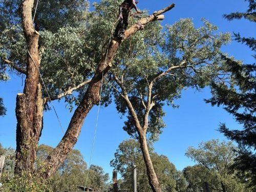 professional-arborist-services-melbourne-for-safe-tree-care