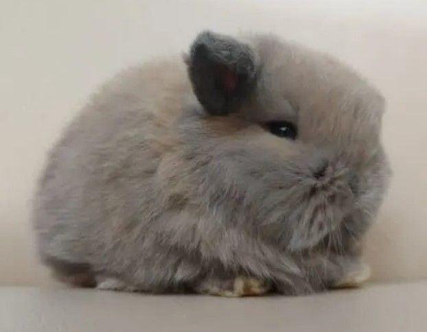 judy-mini-lop-bunny-for-sale-big-0