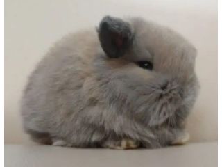 judy-mini-lop-bunny-for-sale-small-0