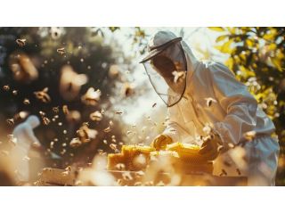 affordable-bee-control-services-in-sydney-small-0