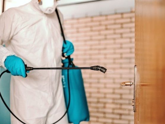 fast-reliable-spider-control-in-sydney