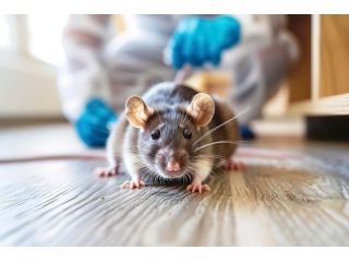 prompt-rat-control-services-in-sydney-small-0