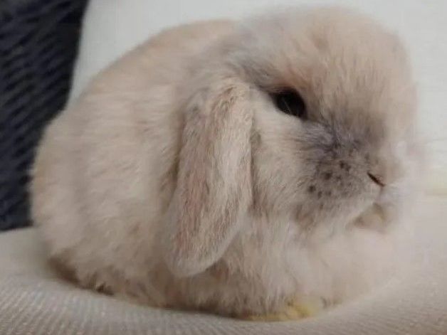 cloud-bunnies-for-sale