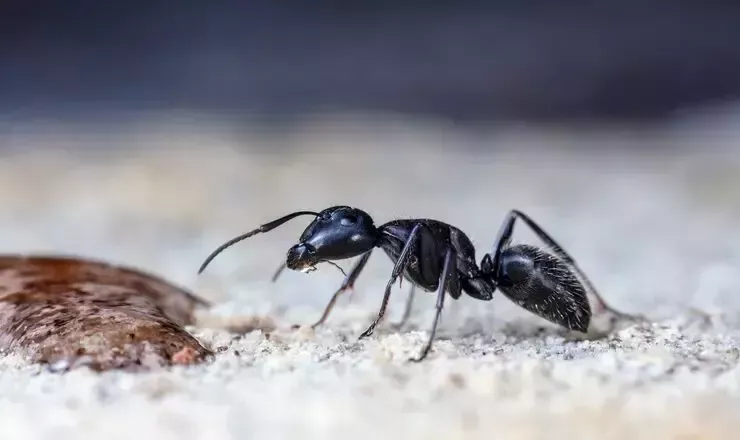 ant-infestation-services-in-melbourne-from-start-to-finish-big-0