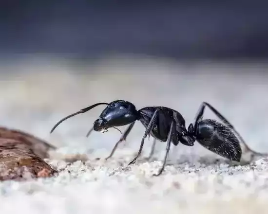 ant-infestation-services-in-melbourne-from-start-to-finish