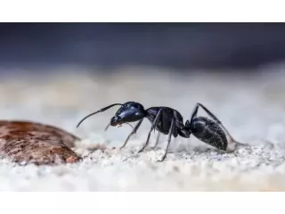ant-infestation-services-in-melbourne-from-start-to-finish-small-0