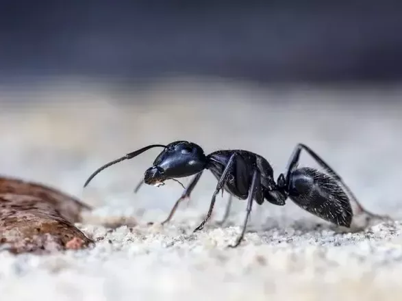 ant-infestation-services-in-melbourne-from-start-to-finish