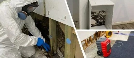 want-safe-and-effective-mould-cleaning-service-today-big-0