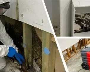 want-safe-and-effective-mould-cleaning-service-today