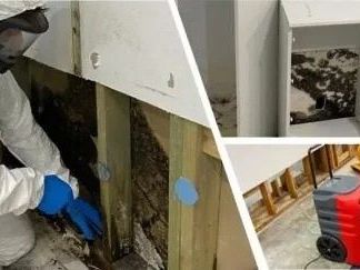 want-safe-and-effective-mould-cleaning-service-today
