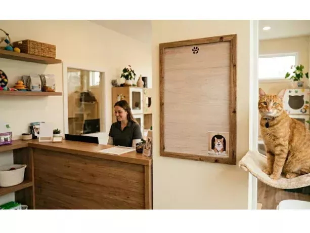 safe-stress-free-cat-accommodation-in-melbourne-big-0