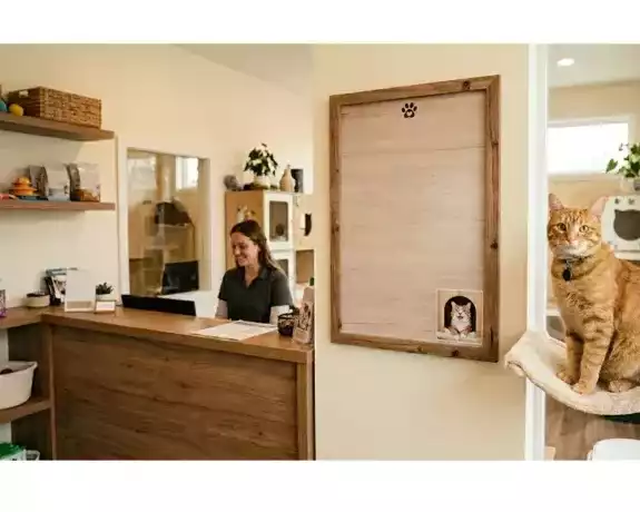 safe-stress-free-cat-accommodation-in-melbourne