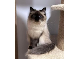 about-dakota-best-siberian-kitten-breeders-small-0