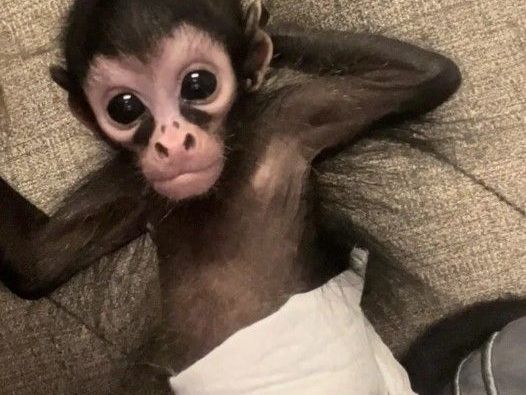 spider-monkeys-for-sale