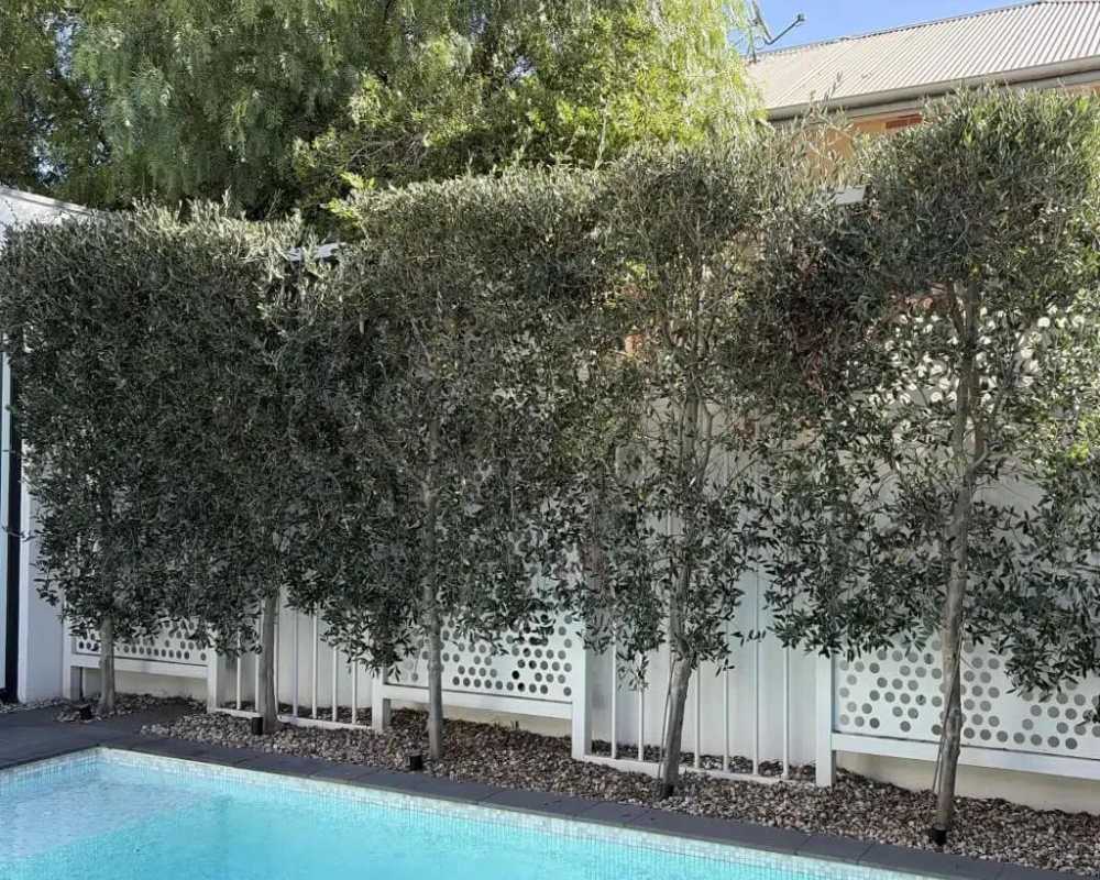 get-the-perfect-faux-olive-tree-for-your-decor