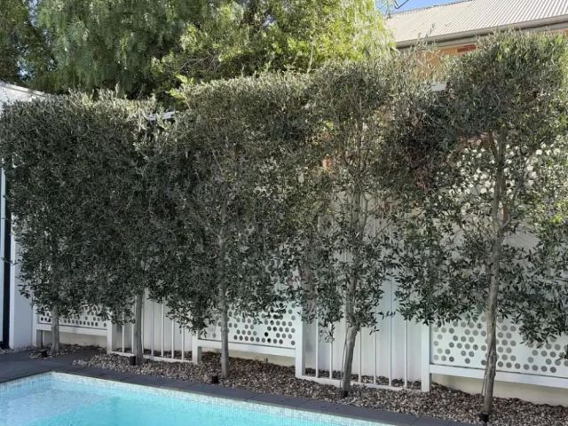 get-the-perfect-faux-olive-tree-for-your-decor