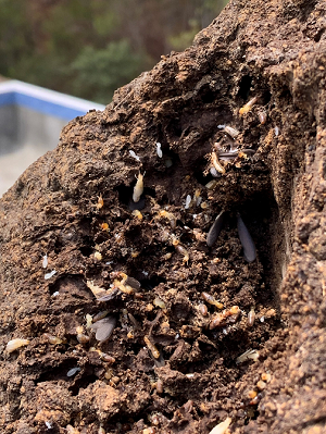 reliable-termite-barriers-in-gold-coast-termicide-experts-big-0