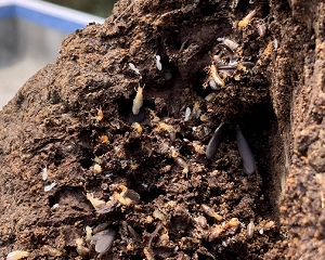 reliable-termite-barriers-in-gold-coast-termicide-experts
