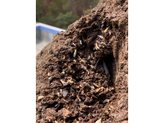 reliable-termite-barriers-in-gold-coast-termicide-experts-small-0