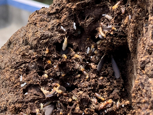 reliable-termite-barriers-in-gold-coast-termicide-experts